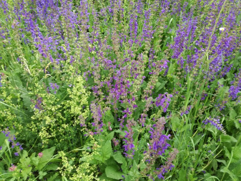 Heimische Wildpflanzen in unserem Garten Umweltgruppe Kaltern